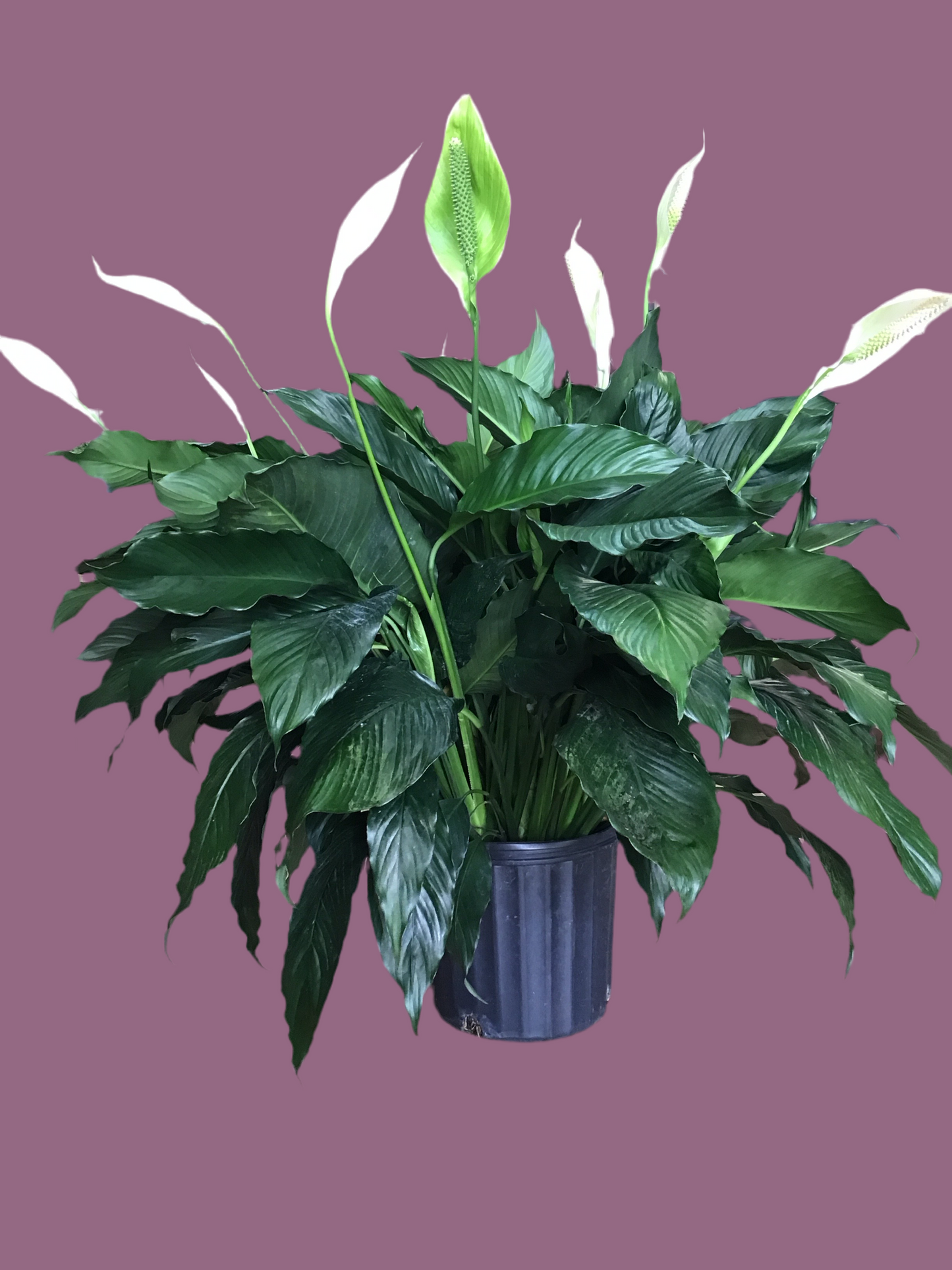 Peace Lily