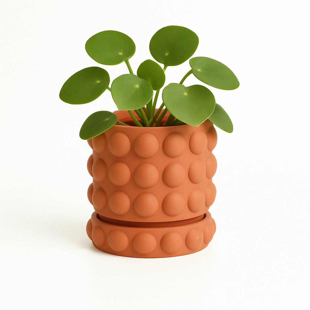 WellRooted Lucy