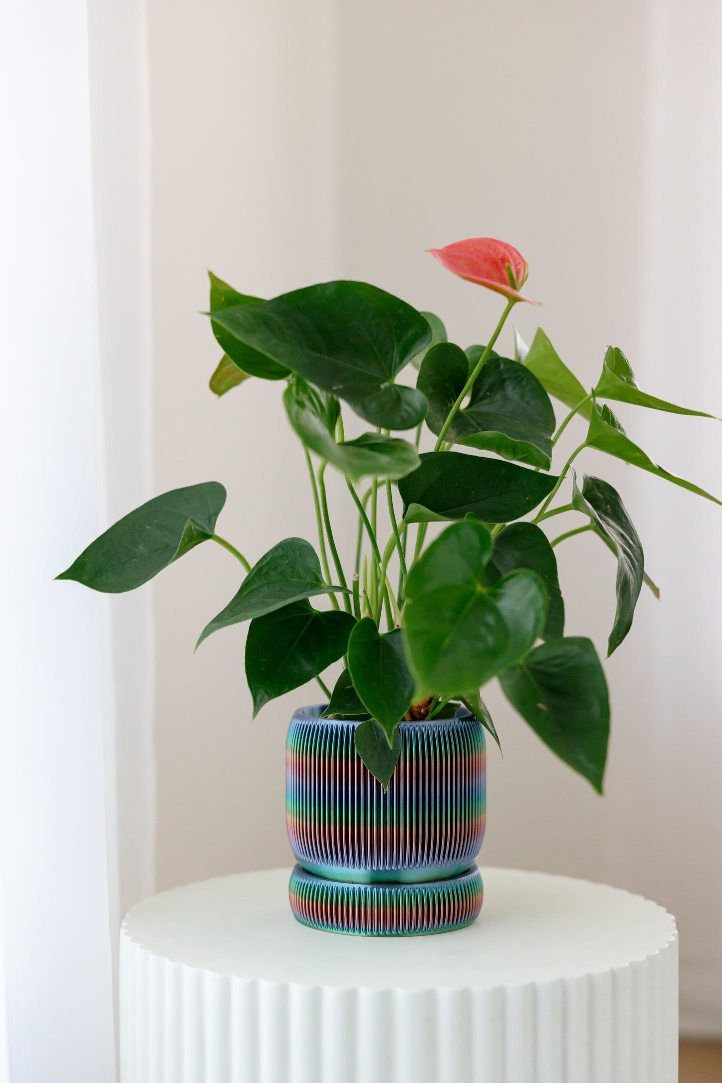 WellRooted Olivia
