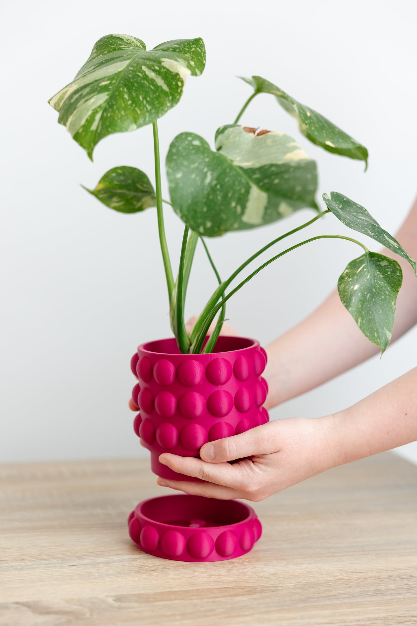 WellRooted Lucy