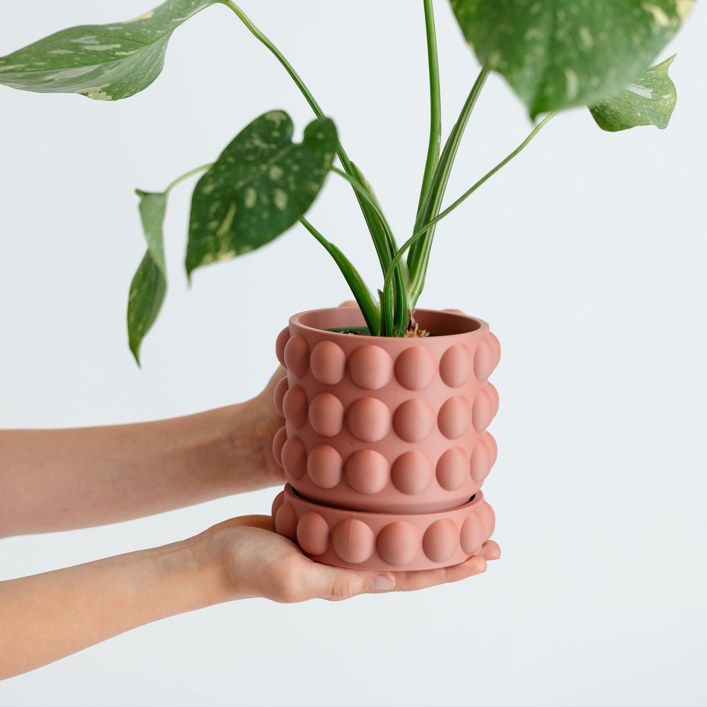 WellRooted Lucy